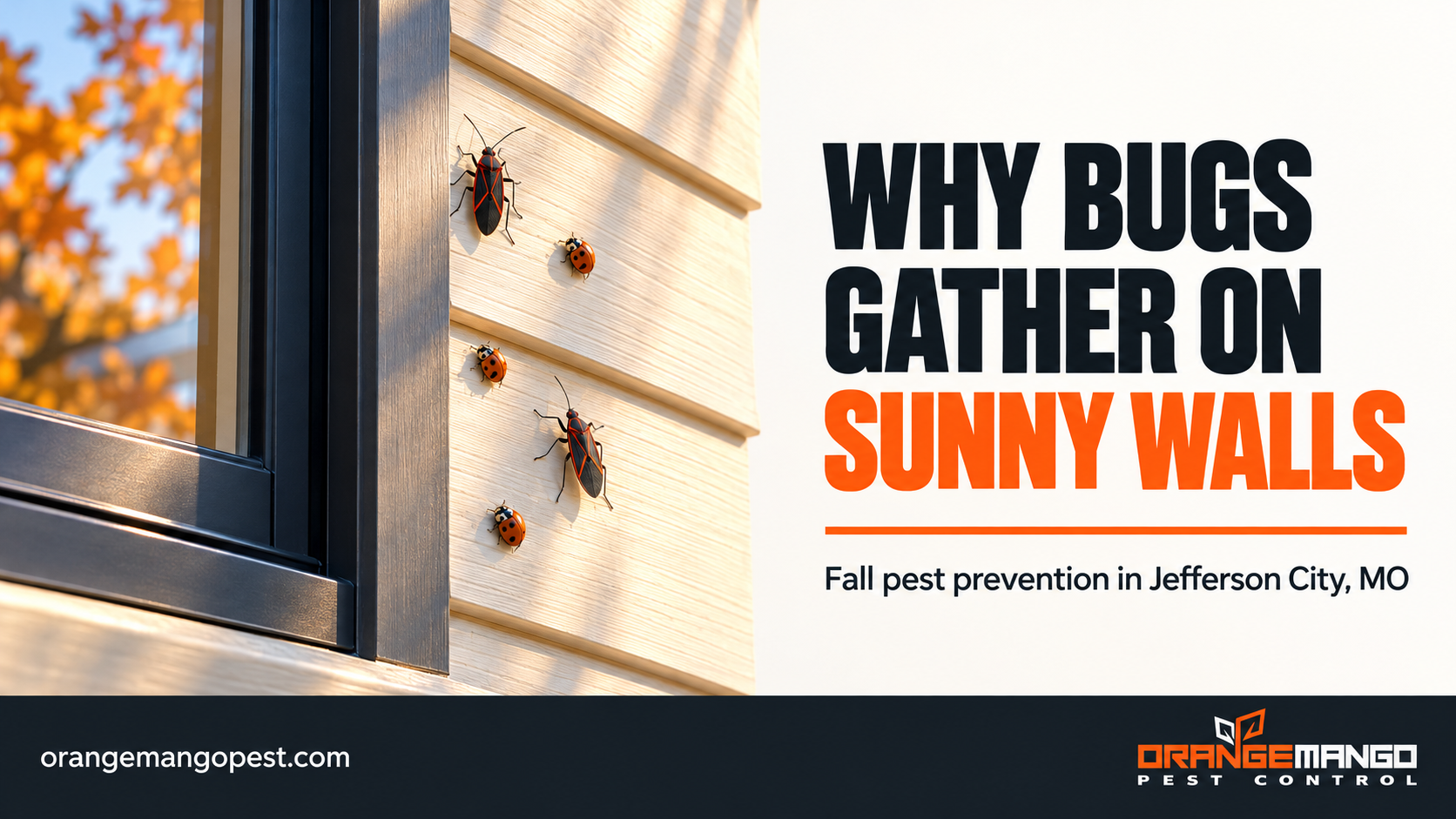 Boxelder bugs and Asian lady beetles on sunlit siding beside a window, with the headline Why Bugs Gather on Sunny Walls.